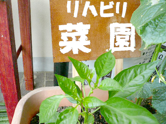 写真：リハビリ菜園